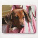 Search for handbag electronics Dog