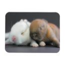 Search for lop magnets Horizontal