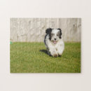 Search for bobtail Sheepdog