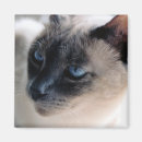 Search for siamese magnets Blue eyes
