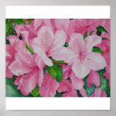 Search for azalea posters Pink
