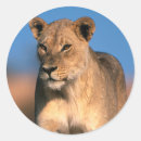 Search for lion portrait stickers Front view
