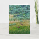 Search for sandhill cards Cranes