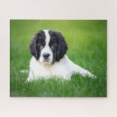 Search for newfoundland puzzles Puppy