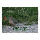 Search for doves photography Peace