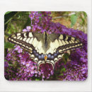 Search for black swallowtail butterfly electronics Bug