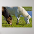 Search for icelandic horse Equine