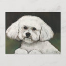 Search for bichon frise postcards Puppy