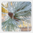 Search for pine needle stickers Winter