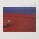 Search for cranberries postcards Thanksgiving