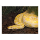 Search for yellow snakes posters Python