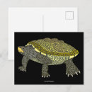Search for terrapin postcards Animal