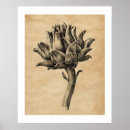 Search for vintage vegetable posters Artichoke
