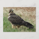 Search for hawking postcards Wildlife photography