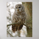 Search for owl feather posters Bird of prey