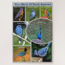 Search for educational photography Birds
