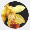 Search for yellow orchid stickers Tropical