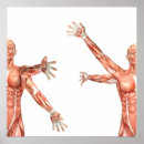 Search for medical posters Muscular