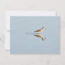 Search for seabird postcards Birds