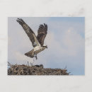 Search for ospreys postcards Predator