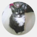 Search for digital realism Kitten