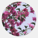 Search for bougainvillea stickers Mediterranean