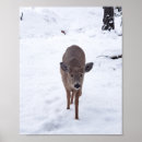 Search for wildlife photography posters Deer