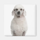 Search for looking old magnets Domestic animals