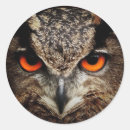 Search for nocturnal animal stickers Bird