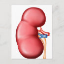 Search for kidney postcards Human kidneys