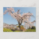 Search for spring blossoms postcards Kyoto