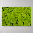 Search for leafies posters Leafy