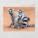 Search for ring tailed postcards Nature