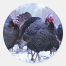 Search for wild turkey stickers Thanksgiving