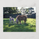 Search for mares postcards Equine