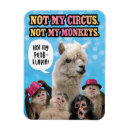 Search for monkey pic magnets Monkeys