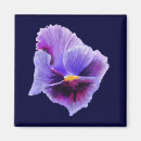 Search for pansies magnets Nature