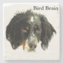 Search for bird brain Dog