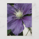 Search for clematis postcards Purple