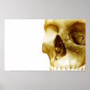 Search for parts of the brain posters View