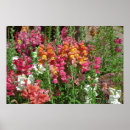 Search for summer festival posters Garden