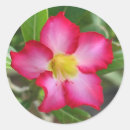 Search for desert rose stickers Floral