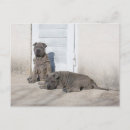 Search for chinese shar pei postcards Pet