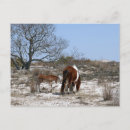 Search for horse baby postcards Nature