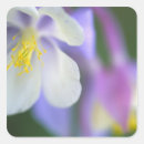 Search for columbine flowers stickers Purple