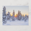 Search for conifer Trees