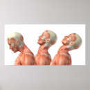 Search for anatomy posters Muscular