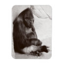 Search for gorilla photography Primate