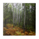 Search for white fern tiles Forest