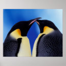 Search for antarctica penguin posters Fauna